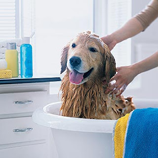 perro-bano-como-cuidar-los-dientes-de-mi-mascota-shampoo-para-canes-video.