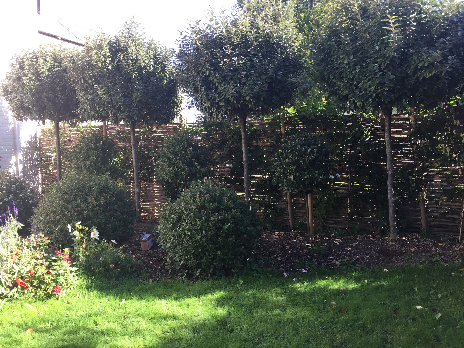 Viburnum Tinus For A Border