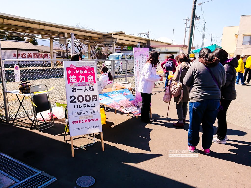 日本賞櫻,河津櫻,松田町賞櫻祭,河津櫻富士山,西平畑公園,