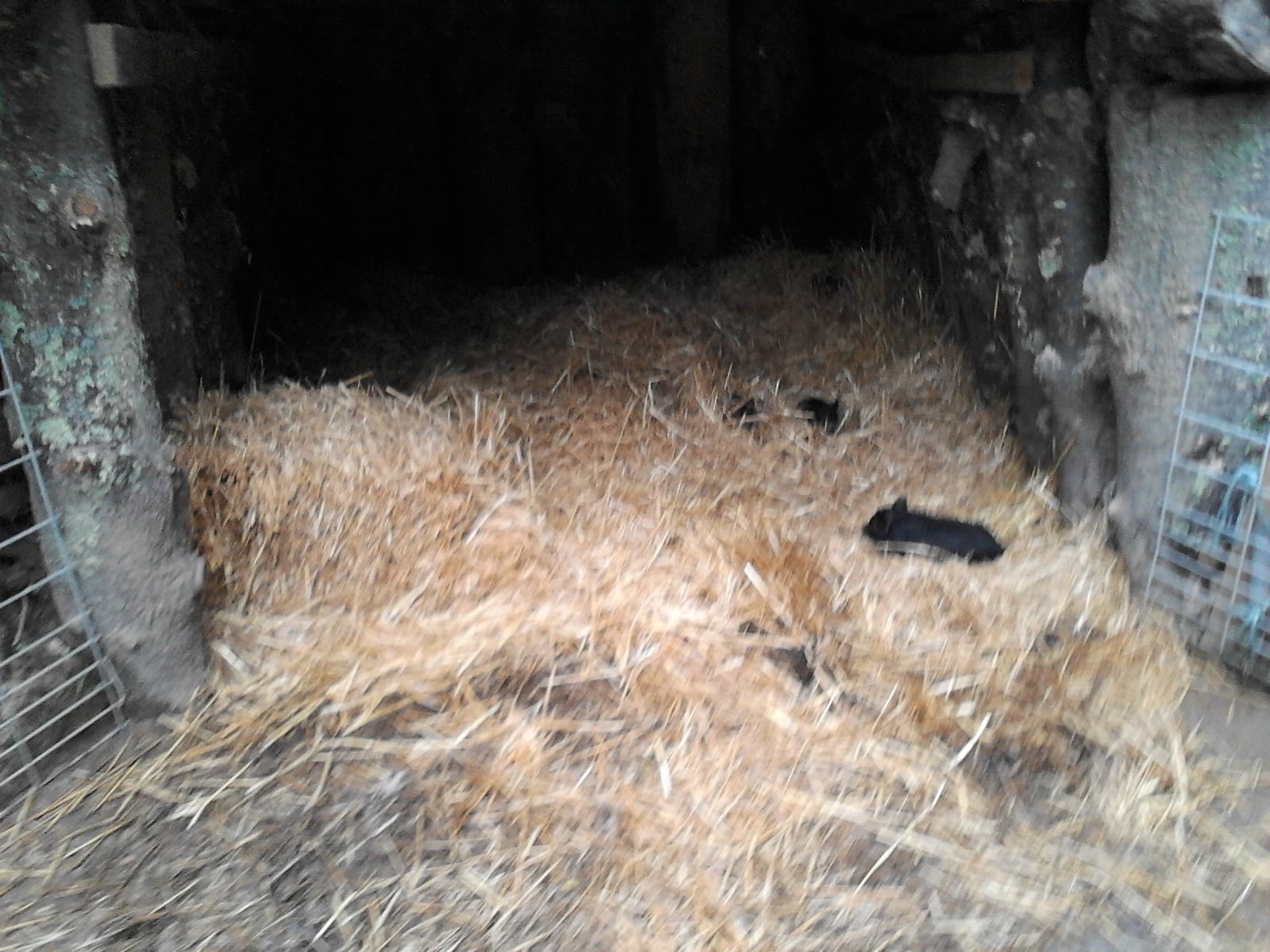 Shaker Hill Farm American Guinea Hogs