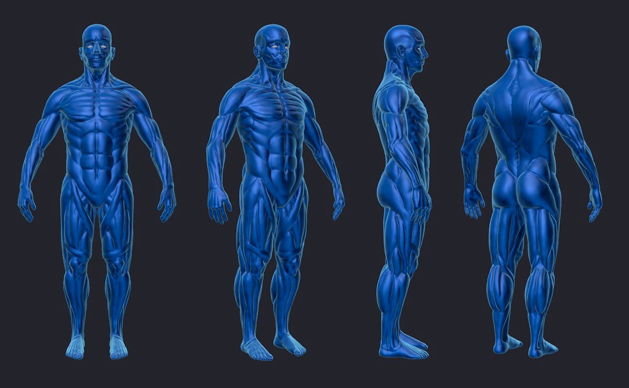 Экто мезо Эндо. Анатомия. Человек мышцы синий. Голубой человек.