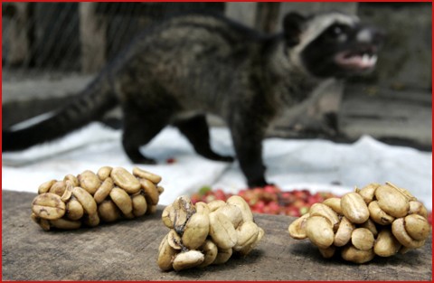 coffee civet expensive most alamid cat starbucks ck palm come poop luwak kape asian cooking food does