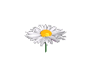 margarida+2.gif
