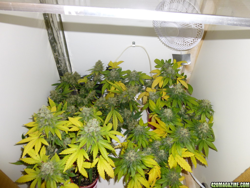 Cannabis Growers Worldwide