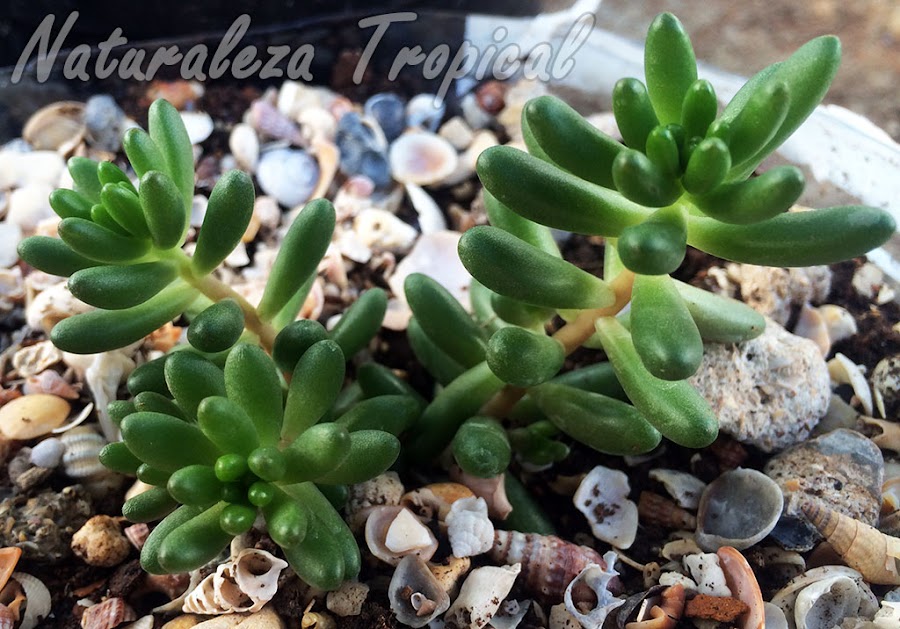 Plántula de Sedum rubrotinctum en crecimiento