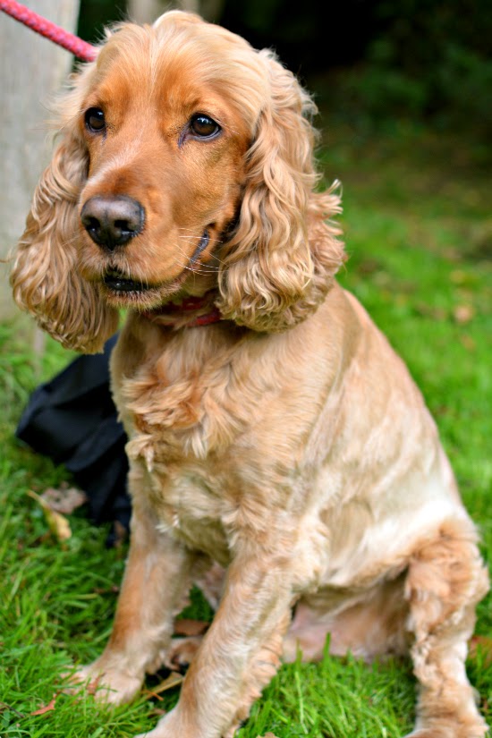 golden cocker spaniel dylan