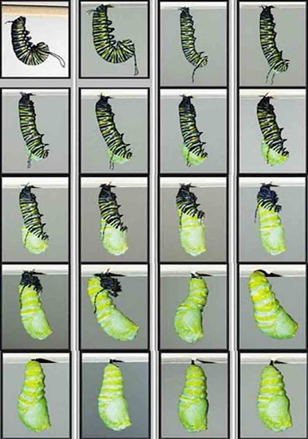 HAKIM SESUATU: Sebuah kepompong