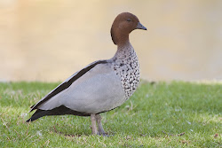 birds adelaide bluebottle fifty least being australian