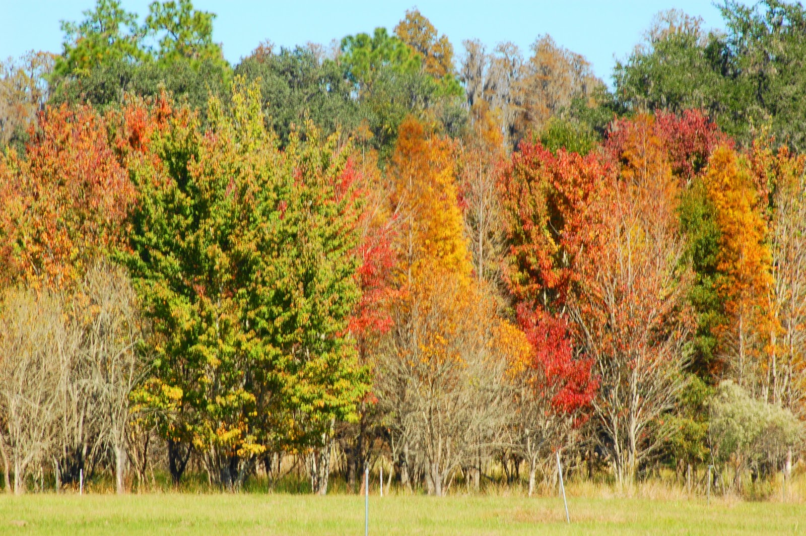 Intriguing Phenomena: Fall Color In Florida and Skunk Ape Season has begun