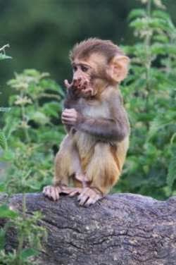 Monyet Rhesus Menghisap Jempol 