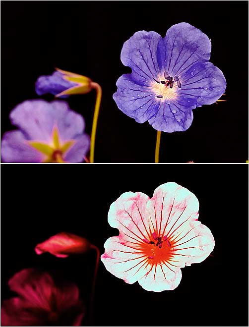 to the Plantlife blog. A bees eye view of flowers