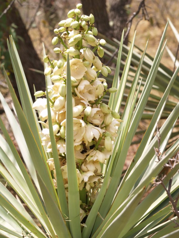 Arizona Beetles, Bugs, Birds and more The Yuccas of Cochise's Stronghold