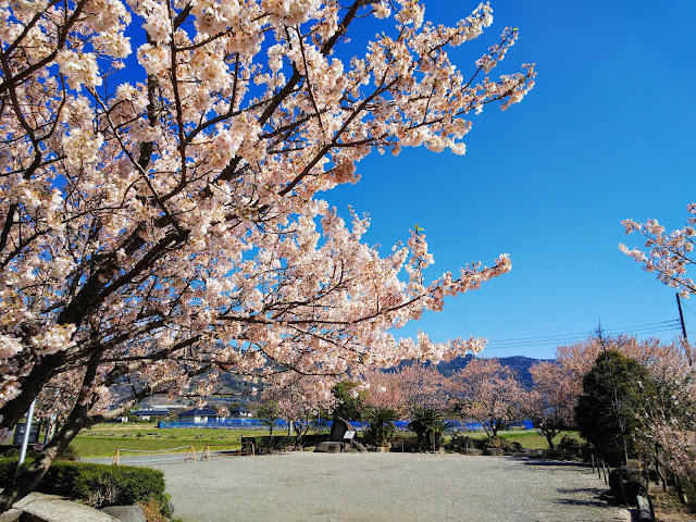 ふくざわ公園　春めき桜