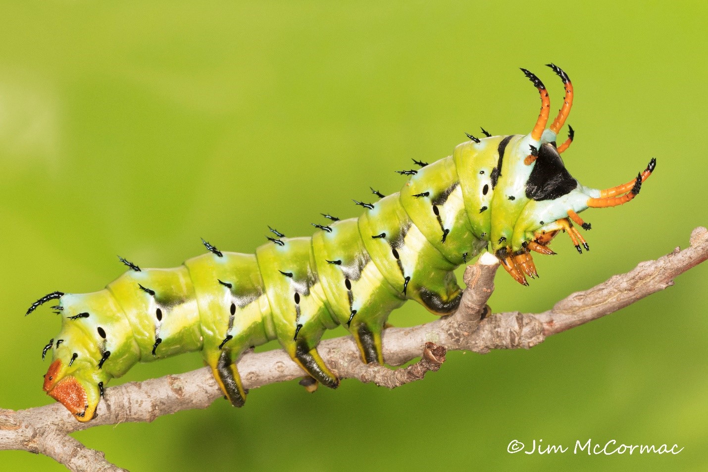 Ohio Birds and Biodiversity Nature Seldomseen caterpillars vital