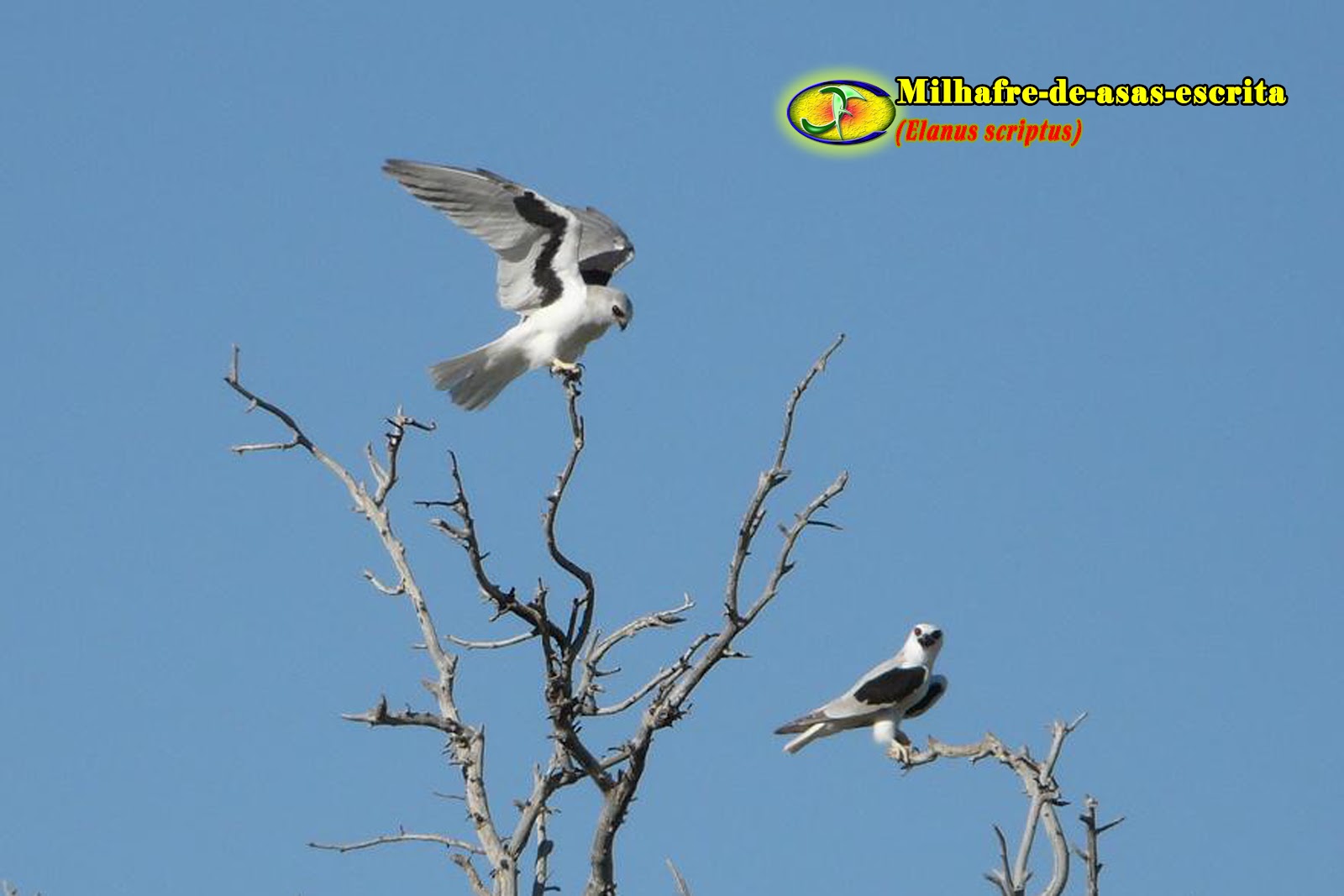 ORNITOLOGIA Milhafredeasasescrita (Elanus scriptus)