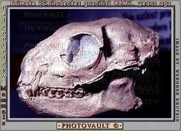 Smilodectes skull