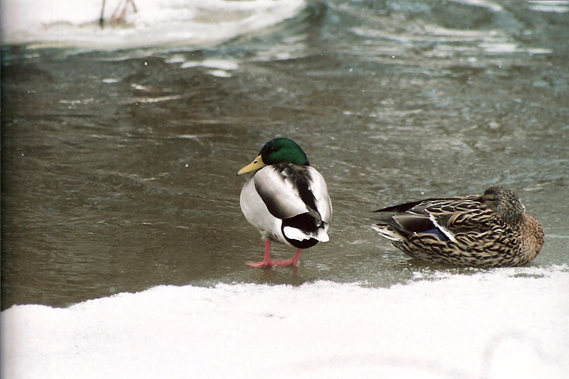 Isabella Conservation District Environmental Education Program Birds