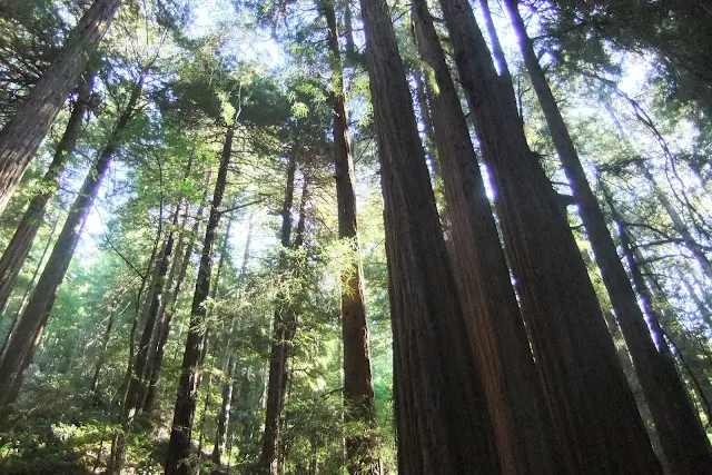 muir-woods-national-monument4 ミュアウッズ国定公園