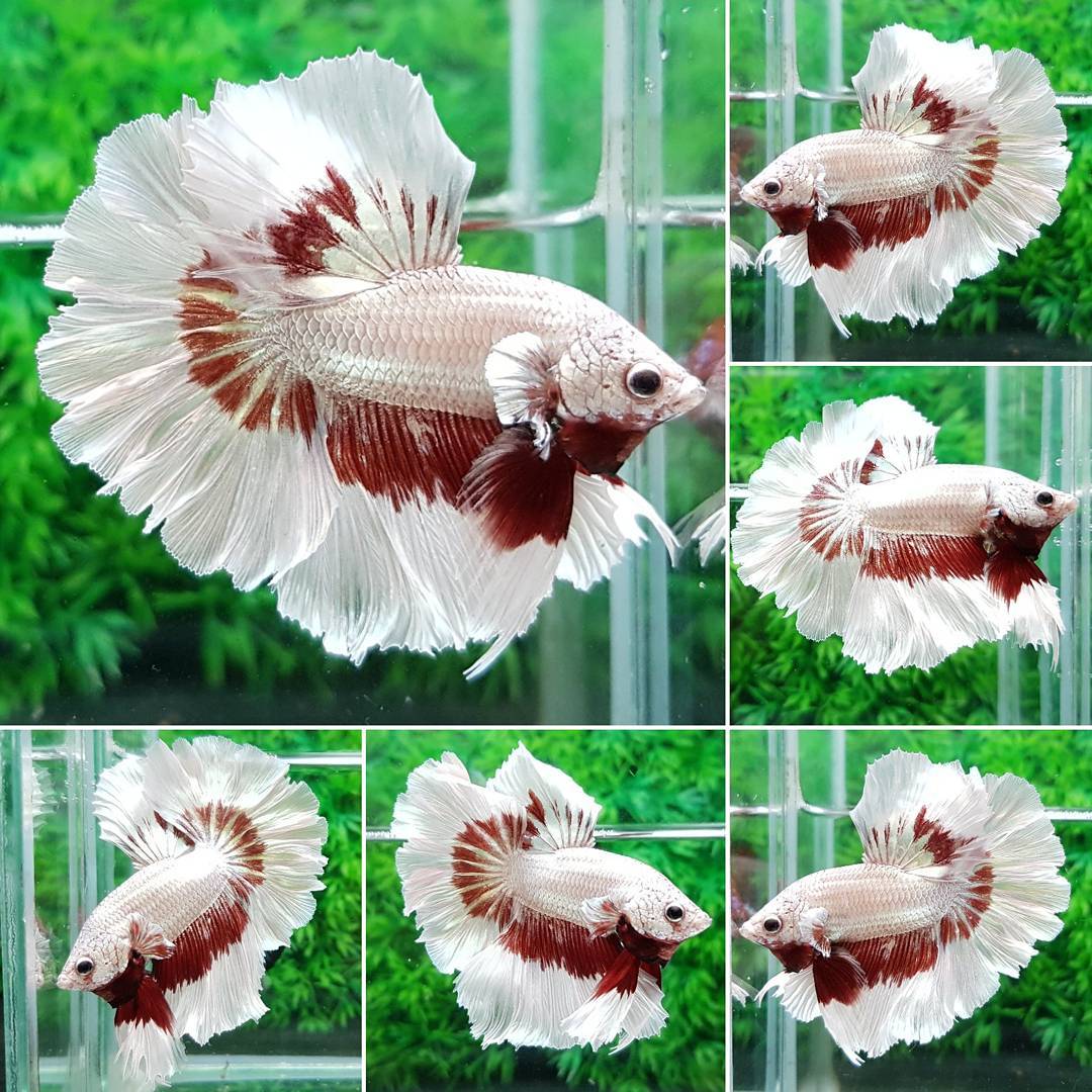 The Six Common Species Of Betta Betta Aquarium King