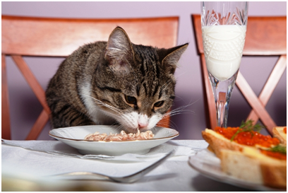 Cat Feeding Tips Cat Feeding Tips