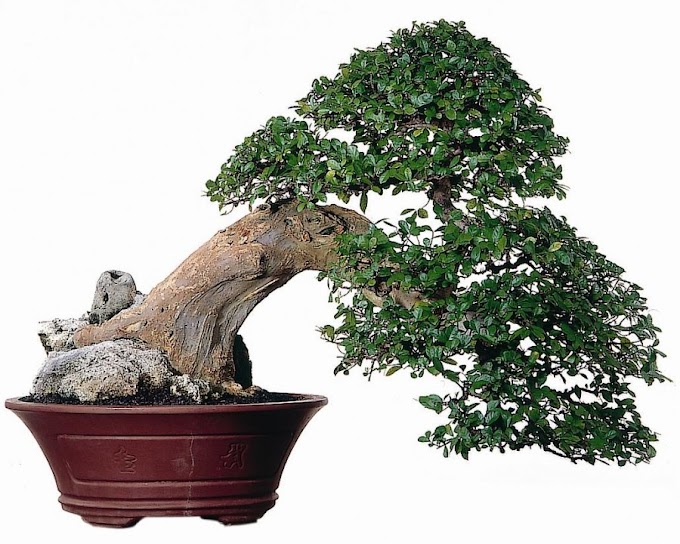 7 Hal Menarik tentang Bonsai Serut