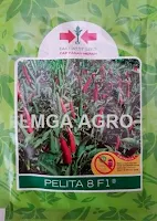 benih cabai, cabai rawit, cabai pelita 8, pelita 8, cabai pelita 8 f1, pt east west seed indonesia