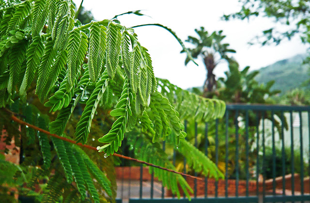 Merry christmas! frohe weihnachten! ePhoto-eZulwini: Normal