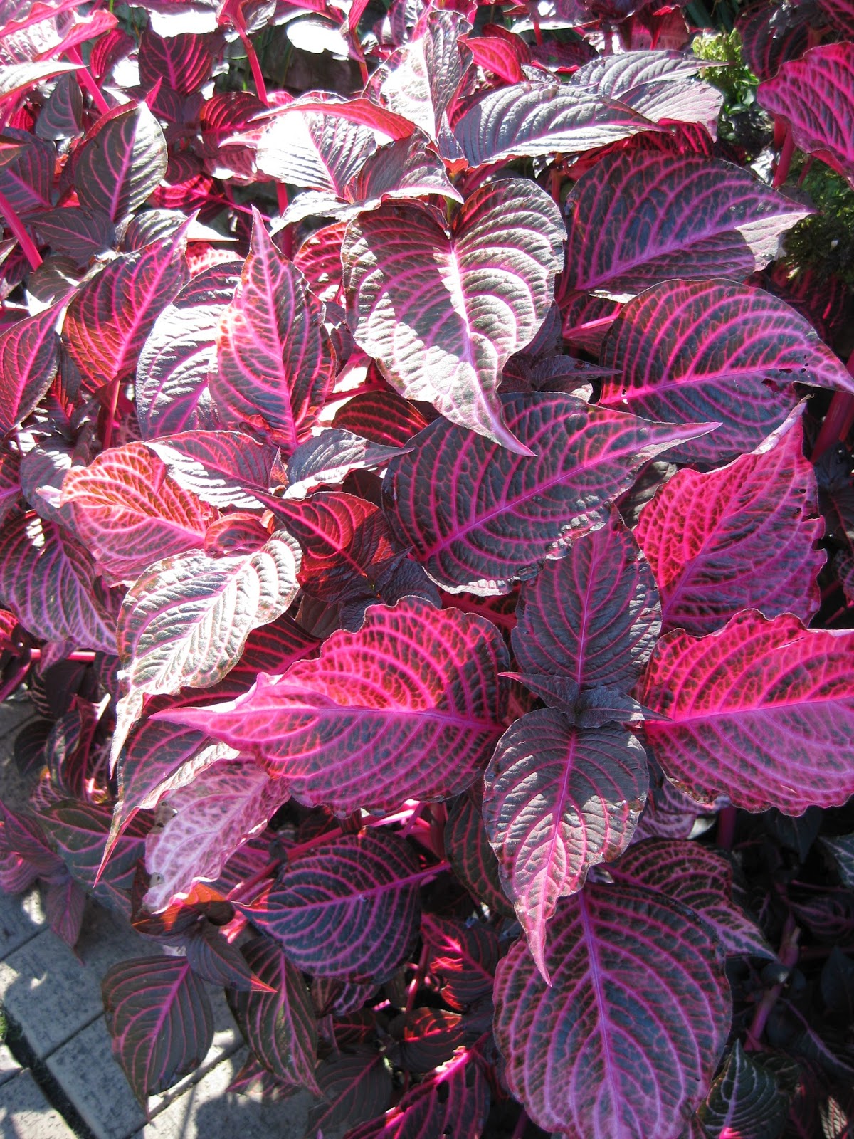 Brainy Buns Blooming Rose Cupcakes