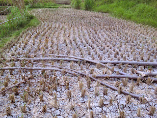The Plants That Grow In The Rice Field Area Are Cut Down, Ringdikit, Buleleng, North Bali, Indonesia