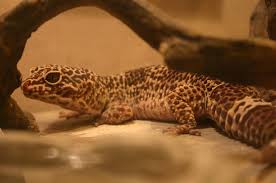 Grey-brown gecko images list