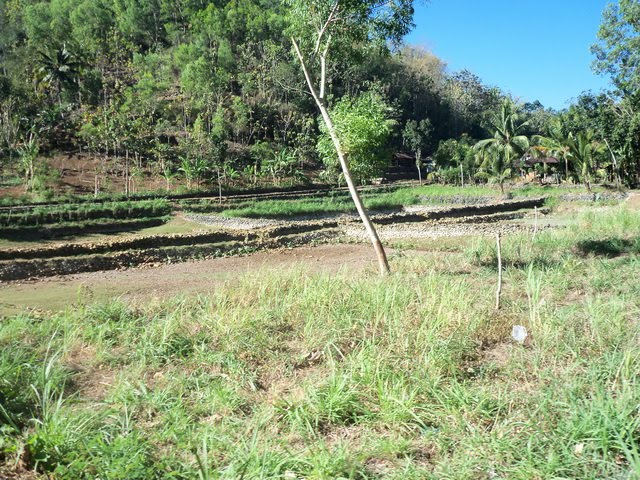 warta paranggupito: telaga jarakan kering kerontang