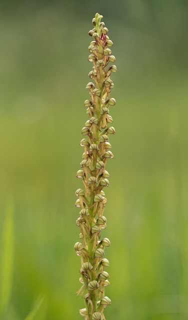 Man Orchid - Copper Hill, Lincolnshire Man Orchid - Copper Hill, Lincolnshire