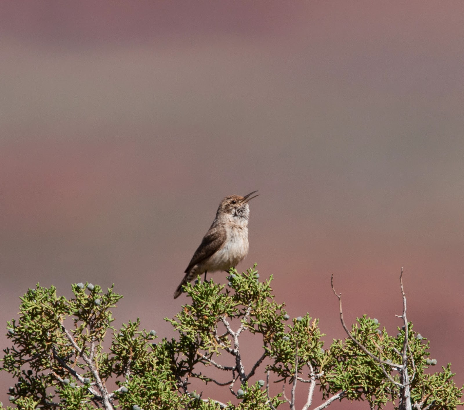 Garden Birds and other sightings... USA 2014 Scott M Matheson