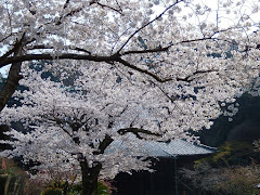 妙本寺の桜