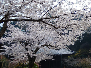 妙本寺の桜