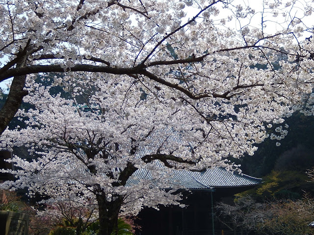 ���{���̍�