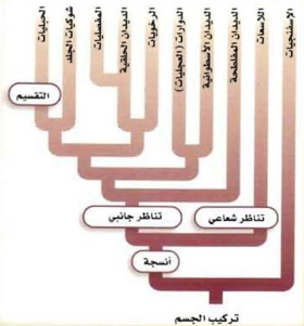 يتكون التجويف الجسمي الكاذب بين الطبقتين الوسطى والخارجية