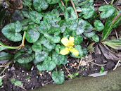 Lesser Celendine  2012/m3