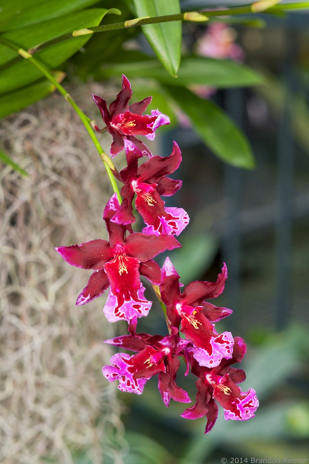 Thoughts From My Camera: Bronx Botanical Garden Orchid Show