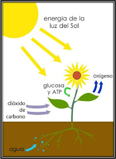 Image result for El nitrógeno de la atmósfera por sà mismo no es respirable, pero cumple un ciclo de vital importancia para la naturaleza y los seres vivos, incluidos los seres humanos