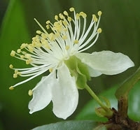 Flor de pitanga