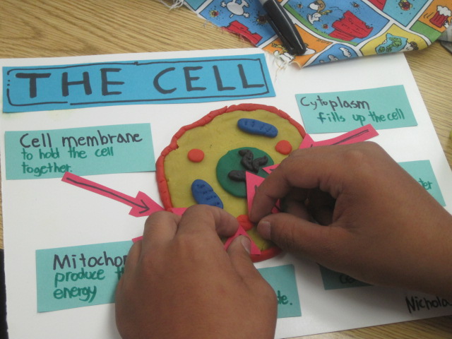 3d animal cell models with labels