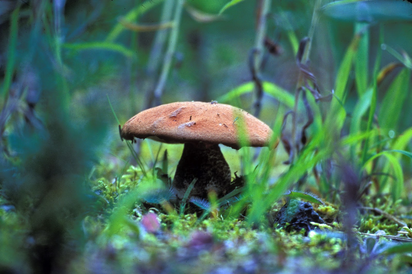 The Azure Gate Mushrooms