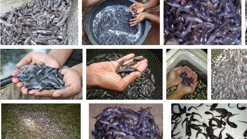 Ukuran Ikan Lele Buat Ternak Yang Pas Berapa