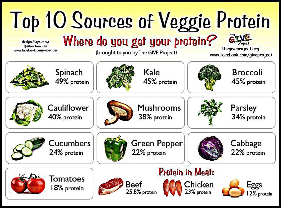 Travellers and Paddlers: How do vegetarian get protein?
