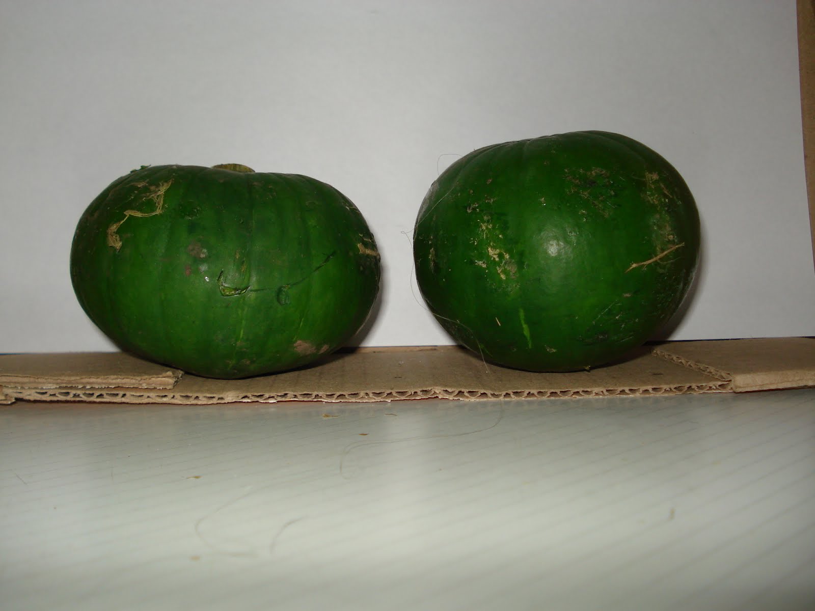 SOL + HUERTA + JARDIN = VIDA NUEVA !!!: LENTAMENTE COMIENZA LA HORA DE