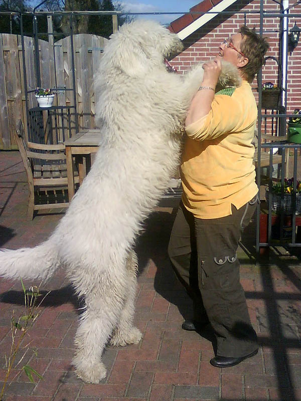 Short Hair Komondor Puppy