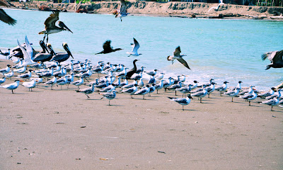 fotos de la playa en casitas y costa esmeralda veracruz