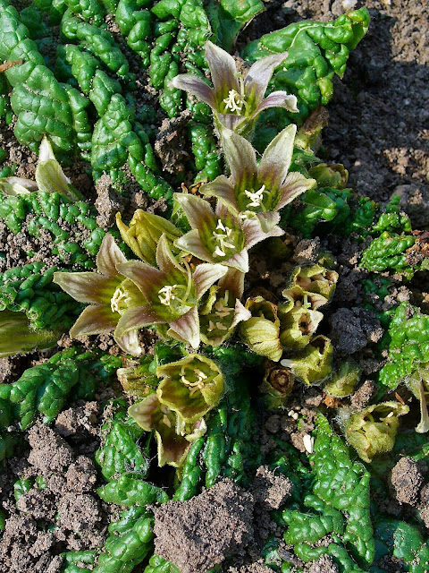 mandrágora (Mandragora autumnalis)