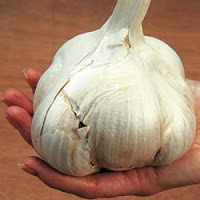 elephant garlic